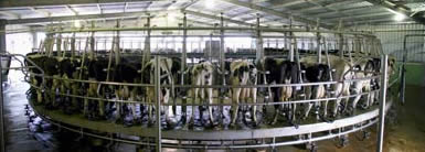 Dairy parlour